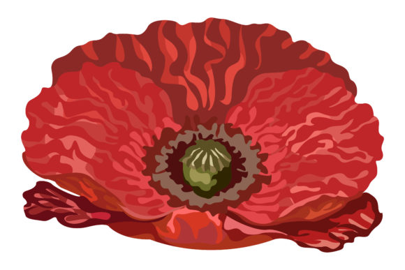 Beautiful Red Poppy Bloom Graphics and Nature